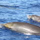 A group of Blainville’s beaked whales.